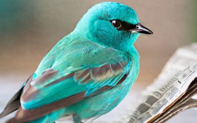 buchreport am Ende und Bilanz der Buchbranche – Bücher-News