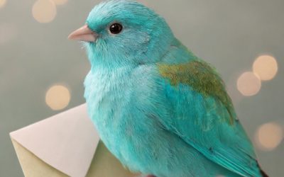 BüWa – Bücher- und Warensendung: Versende deine Bücher kostengünstig