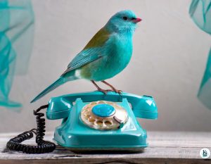 Ein türkiser Vogel sitzt auf einem Telefon für das erste Telefonat.